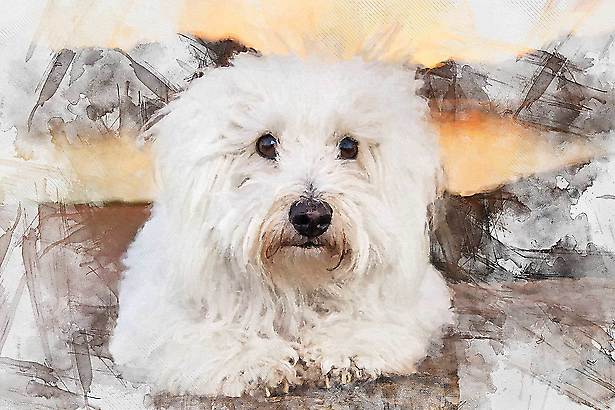 Giclée ART<br>Lui am See - Nr. FT Gic-0001 von Franco Thamér | Giclée ART bei Art-Everett.com